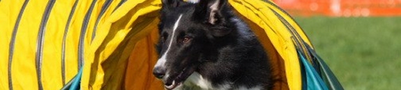 Great Lakes Border Collie Rescue