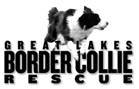 Great Lakes Border Collie Rescue