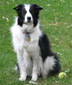 Sadie