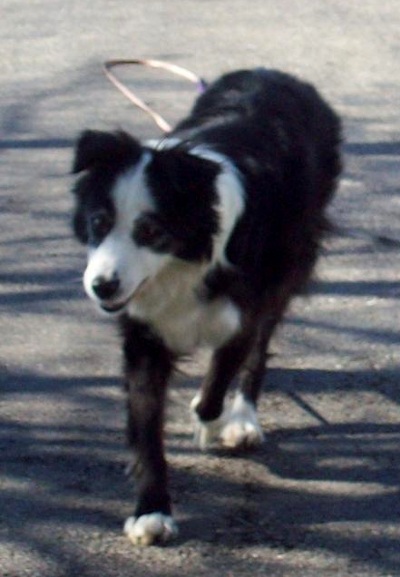 Sophia