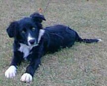 toby