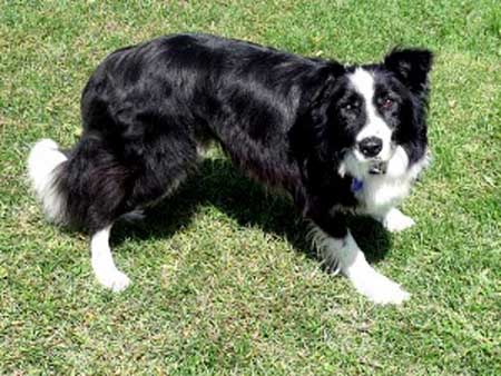 This is exactly what a Border Collie is supposd to look like. 