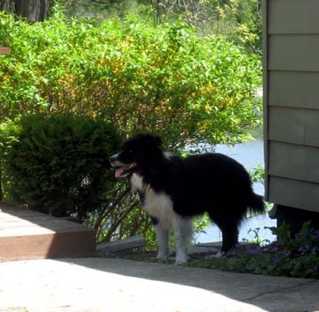 To get to the shady spot beside the purple flowers!