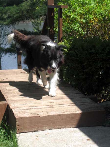 Why did the Border Collie cross the foot bridge?