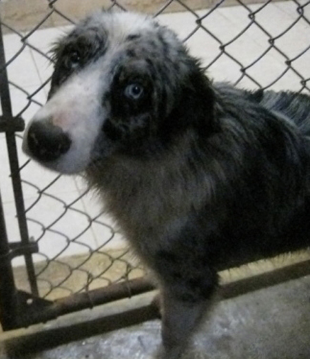 This is me at the shelter. As you can see, I was not a happy boy.