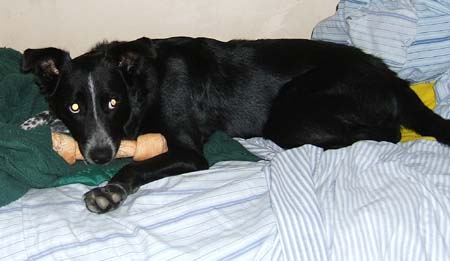 This is my bed, and this is my bone. Life is good. 