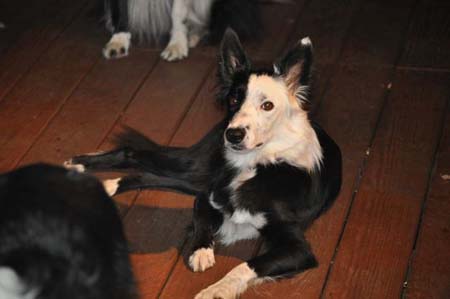 Velvet relaxing in her new foster home.