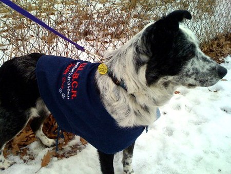 My first and only show as a Foster Dog. I didn't know it at the time, but this was the day I met my forever family!