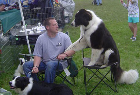 Great Lakes Border Collie Rescue - a 