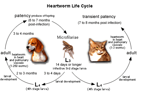 HW Lifecycle